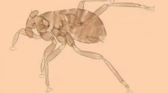 Najnevjerovatniji insekti (10 fotografija)